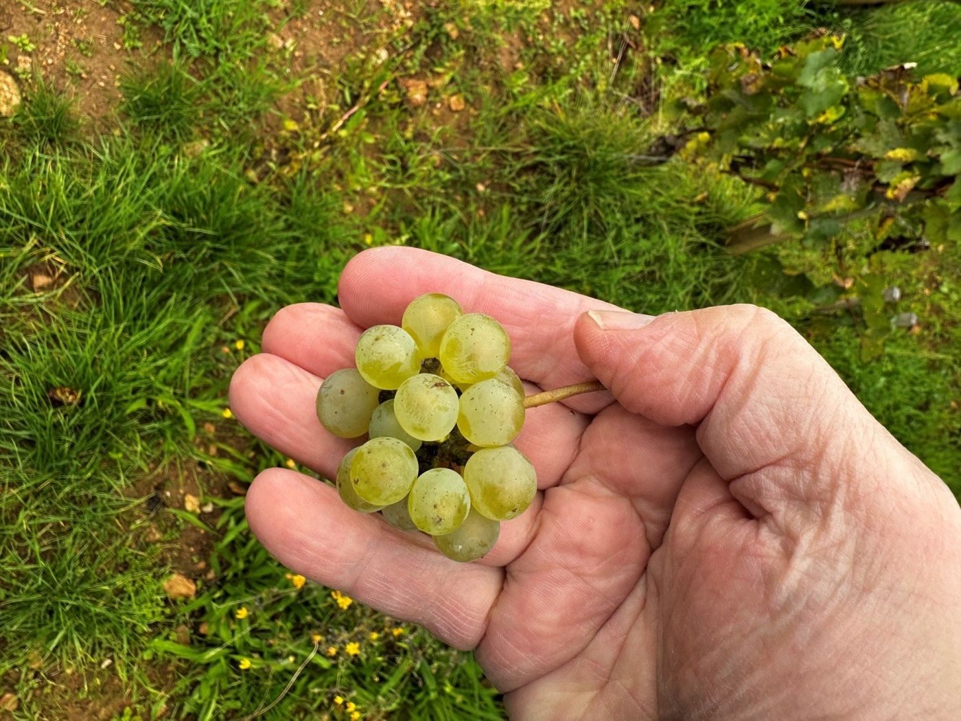 Druer plukket på Le Montrachet efter høsten